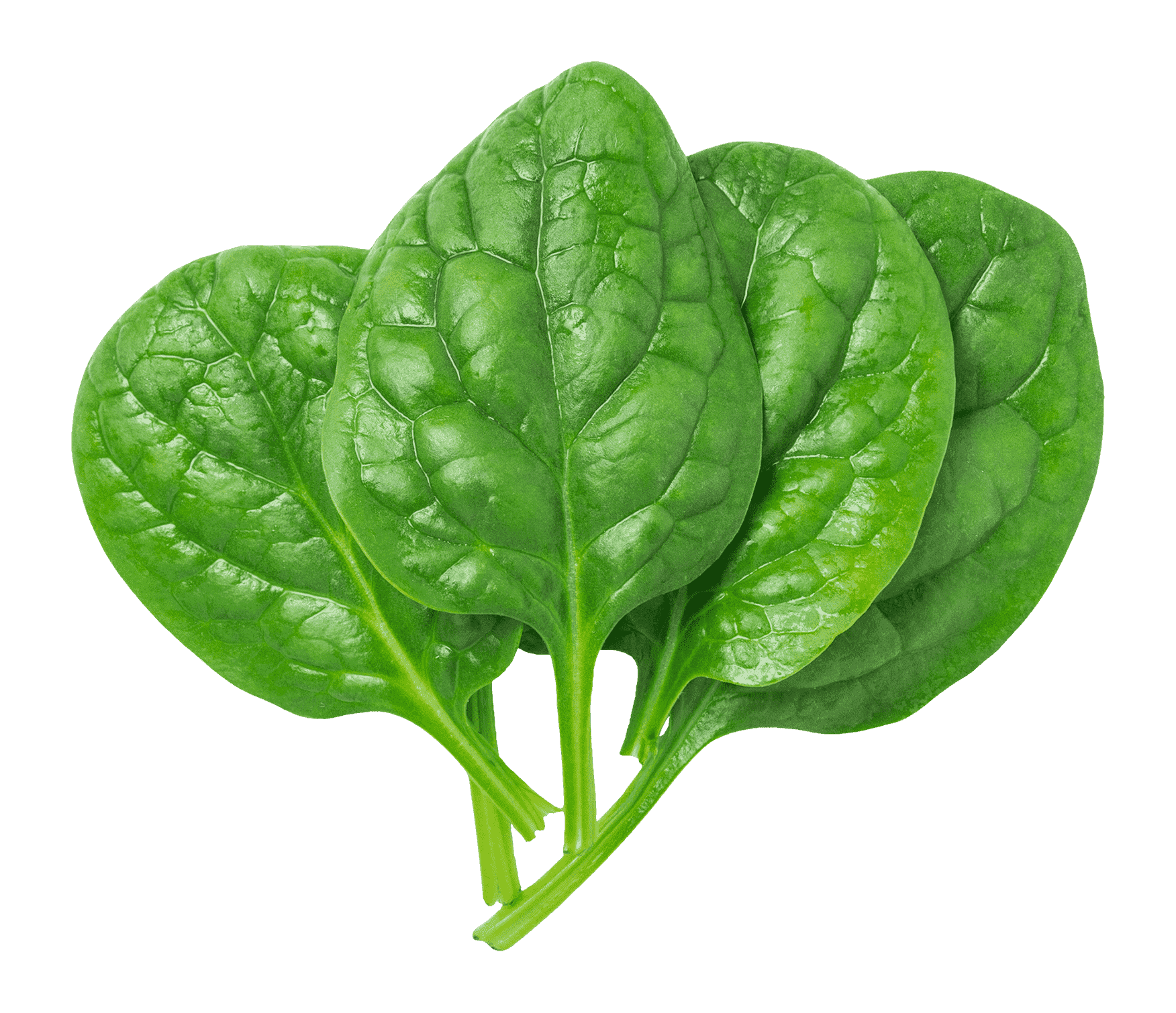 Spinach-leaves